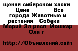 щенки сибирской хаски  › Цена ­ 10 000 - Все города Животные и растения » Собаки   . Марий Эл респ.,Йошкар-Ола г.